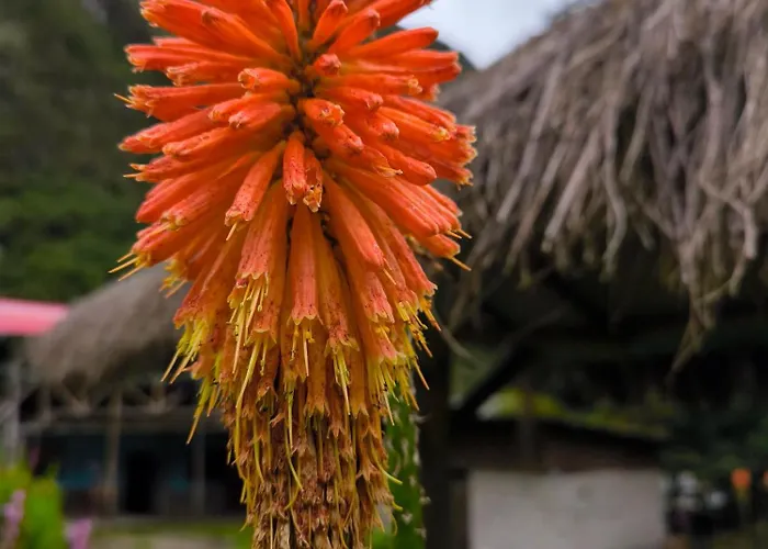 Ecosereno Salkantay Huts Chaullay Maison d'hôtes Santa Teresa (Cusco)